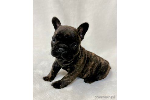 成約済の山口県のフレンチブルドッグ-277798の5枚目