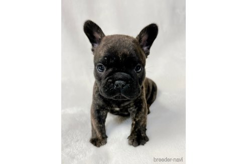 成約済の山口県のフレンチブルドッグ-277798の2枚目