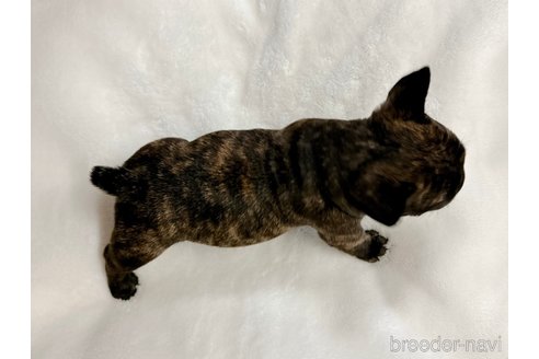 成約済の山口県のフレンチブルドッグ-277798の3枚目