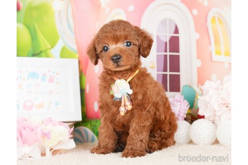 成約済の神奈川県のトイプードル-277822の4枚目