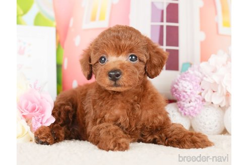 成約済の神奈川県のトイプードル-277822の5枚目