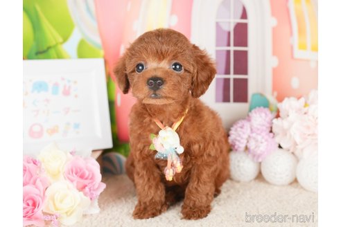 成約済の神奈川県のトイプードル-277822の6枚目