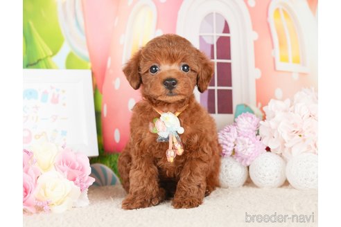 成約済の神奈川県のトイプードル-277822の7枚目