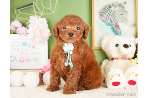 成約済の神奈川県のトイプードル-277826の3枚目