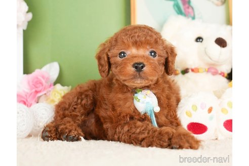 成約済の神奈川県のトイプードル-277826