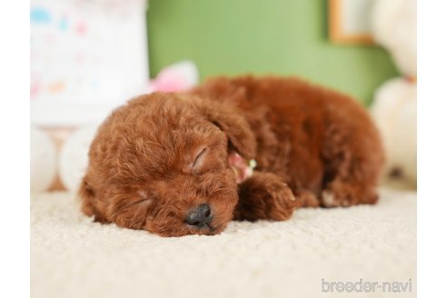 成約済の神奈川県のトイプードル-277828の3枚目