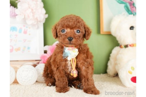 成約済の神奈川県のトイプードル-277828の4枚目