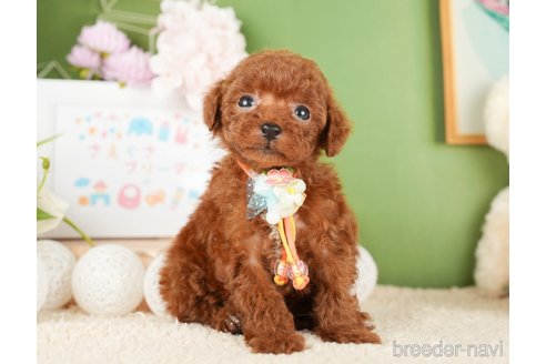 成約済の神奈川県のトイプードル-277828