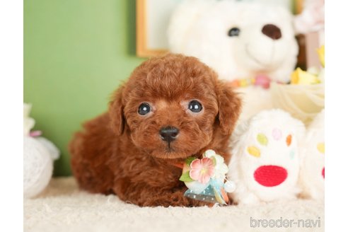 成約済の神奈川県のトイプードル-277828の5枚目