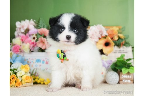 成約済の神奈川県のポメラニアン-277829の5枚目