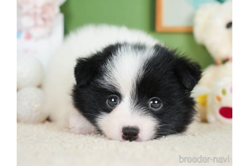 成約済の神奈川県のポメラニアン-277829の1枚目