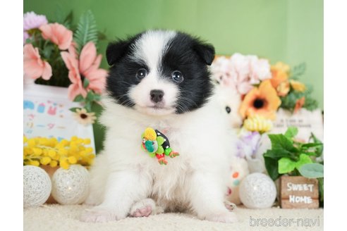 成約済の神奈川県のポメラニアン-277829の4枚目