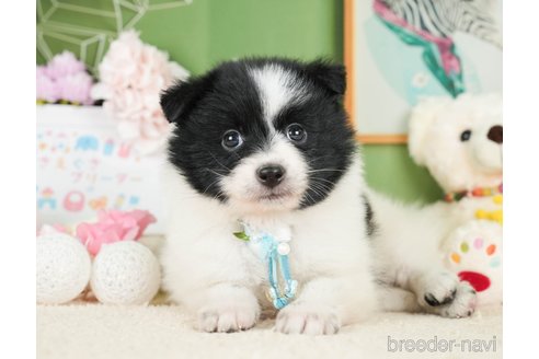 成約済の神奈川県のポメラニアン-277833の1枚目