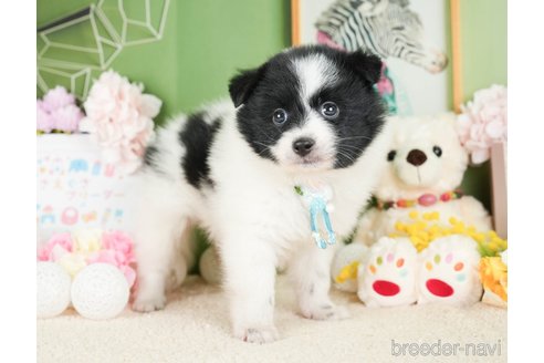 成約済の神奈川県のポメラニアン-277833の4枚目