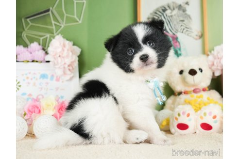 成約済の神奈川県のポメラニアン-277833の5枚目