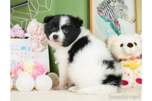 成約済の神奈川県のポメラニアン-277833の2枚目