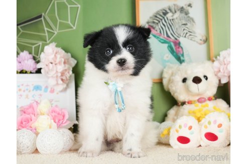 成約済の神奈川県のポメラニアン-277833の3枚目