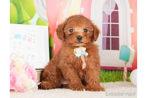 成約済の神奈川県のトイプードル-277834の6枚目