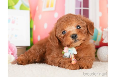 成約済の神奈川県のトイプードル-277834の7枚目