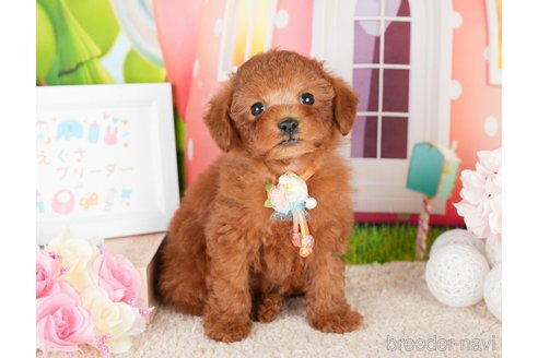 成約済の神奈川県のトイプードル-277834の4枚目