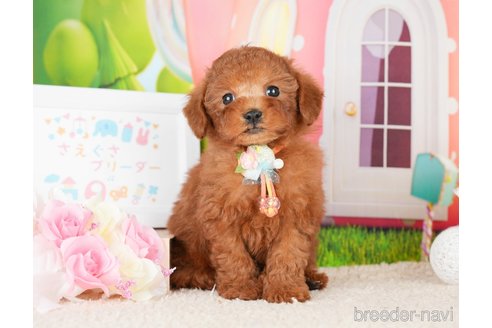 成約済の神奈川県のトイプードル-277834の5枚目