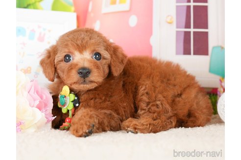 成約済の神奈川県のトイプードル-277837の5枚目