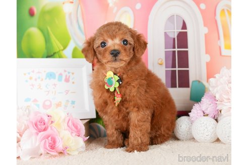 成約済の神奈川県のトイプードル-277837の6枚目