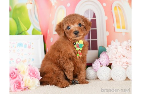 成約済の神奈川県のトイプードル-277837の3枚目