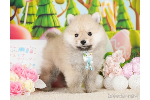 成約済の神奈川県のポメラニアン-277838の1枚目