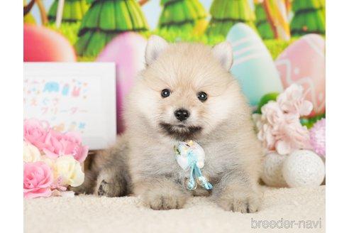 成約済の神奈川県のポメラニアン-277838の6枚目