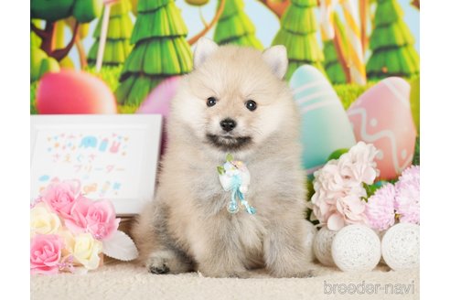 成約済の神奈川県のポメラニアン-277838の3枚目