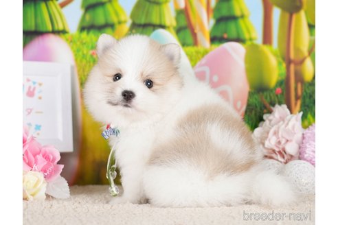 成約済の神奈川県のポメラニアン-277839の4枚目