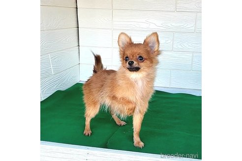 成約済の茨城県のポメラニアン-251770の5枚目