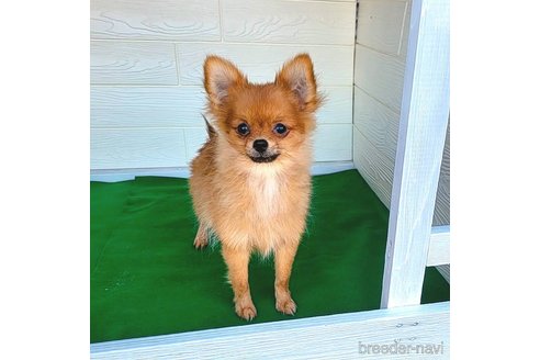 成約済の茨城県のポメラニアン-251770の1枚目