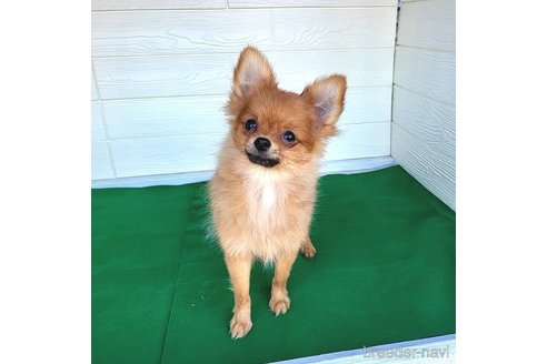 成約済の茨城県のポメラニアン-251770の2枚目