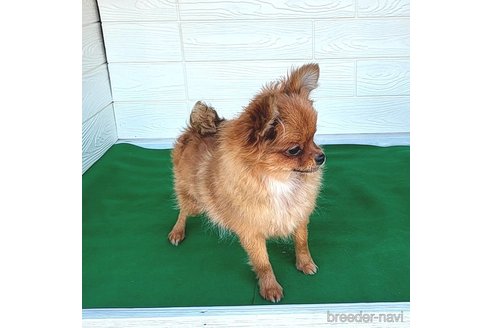成約済の茨城県のポメラニアン-251766の5枚目