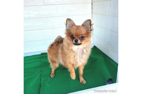 成約済の茨城県のポメラニアン-251766の1枚目