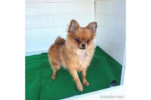 成約済の茨城県のポメラニアン-251766の3枚目