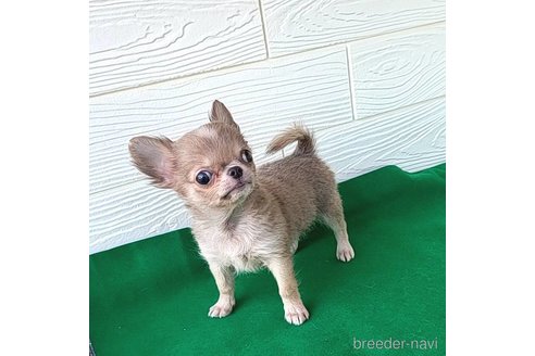 成約済の茨城県のチワワ(ロングコート)-270941の7枚目