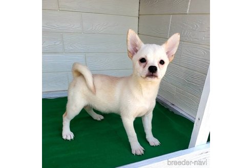 成約済の茨城県のミックス犬-265217の39枚目