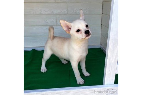 成約済の茨城県のミックス犬-265217の37枚目