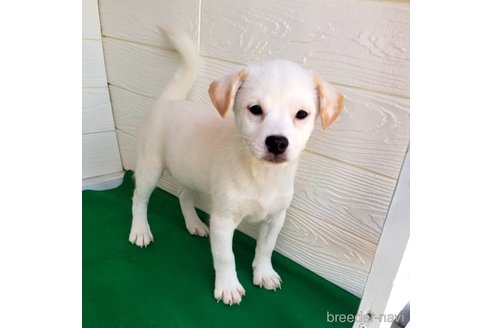 成約済の茨城県のミックス犬-265218の12枚目