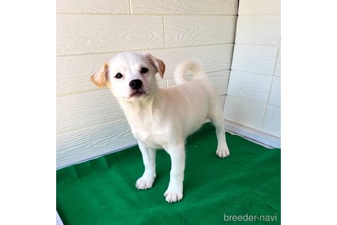 成約済の茨城県のミックス犬-265218の13枚目