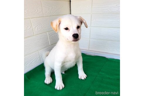 成約済の茨城県のミックス犬-265218の14枚目
