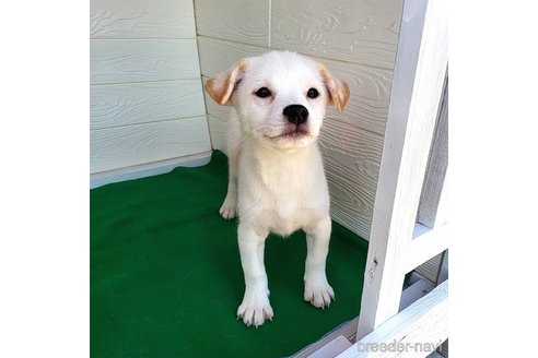 成約済の茨城県のミックス犬-265218の11枚目