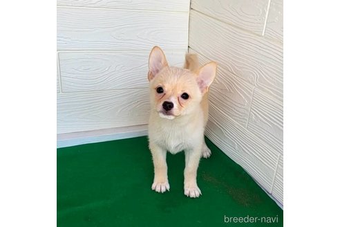 成約済の茨城県のミックス犬-265214の7枚目