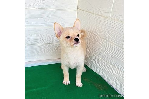 成約済の茨城県のミックス犬-265214の6枚目