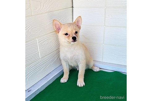 成約済の茨城県のミックス犬-265214の8枚目