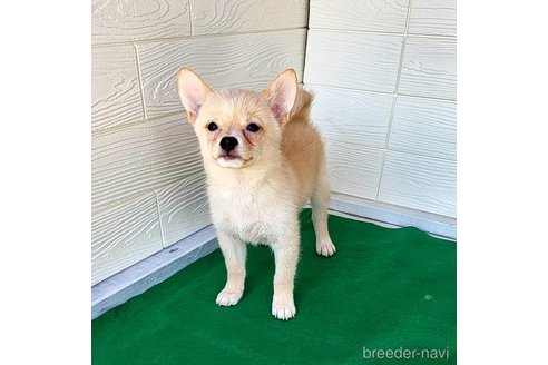 成約済の茨城県のミックス犬-265214の9枚目