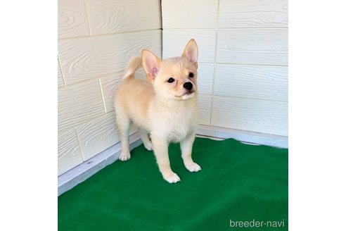 成約済の茨城県のミックス犬-265214の10枚目